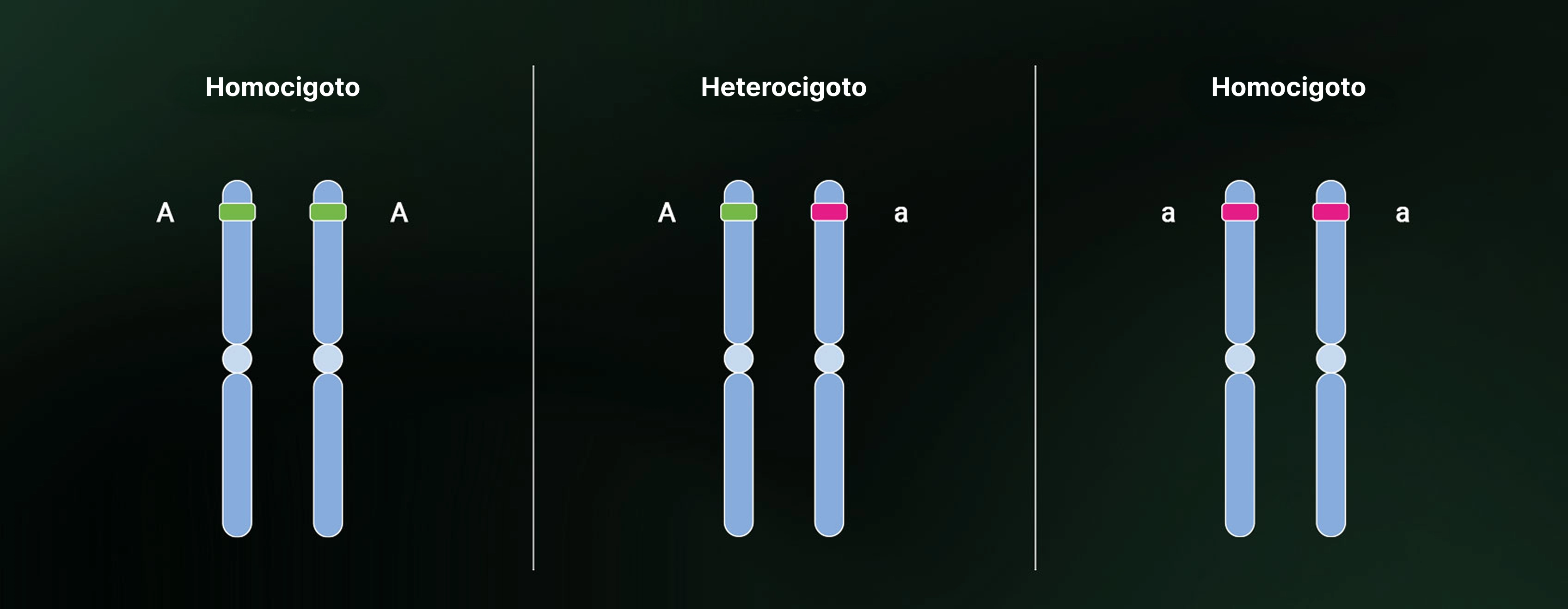 Heterozygosity and homozygosity Heterozygosity and homozygosity