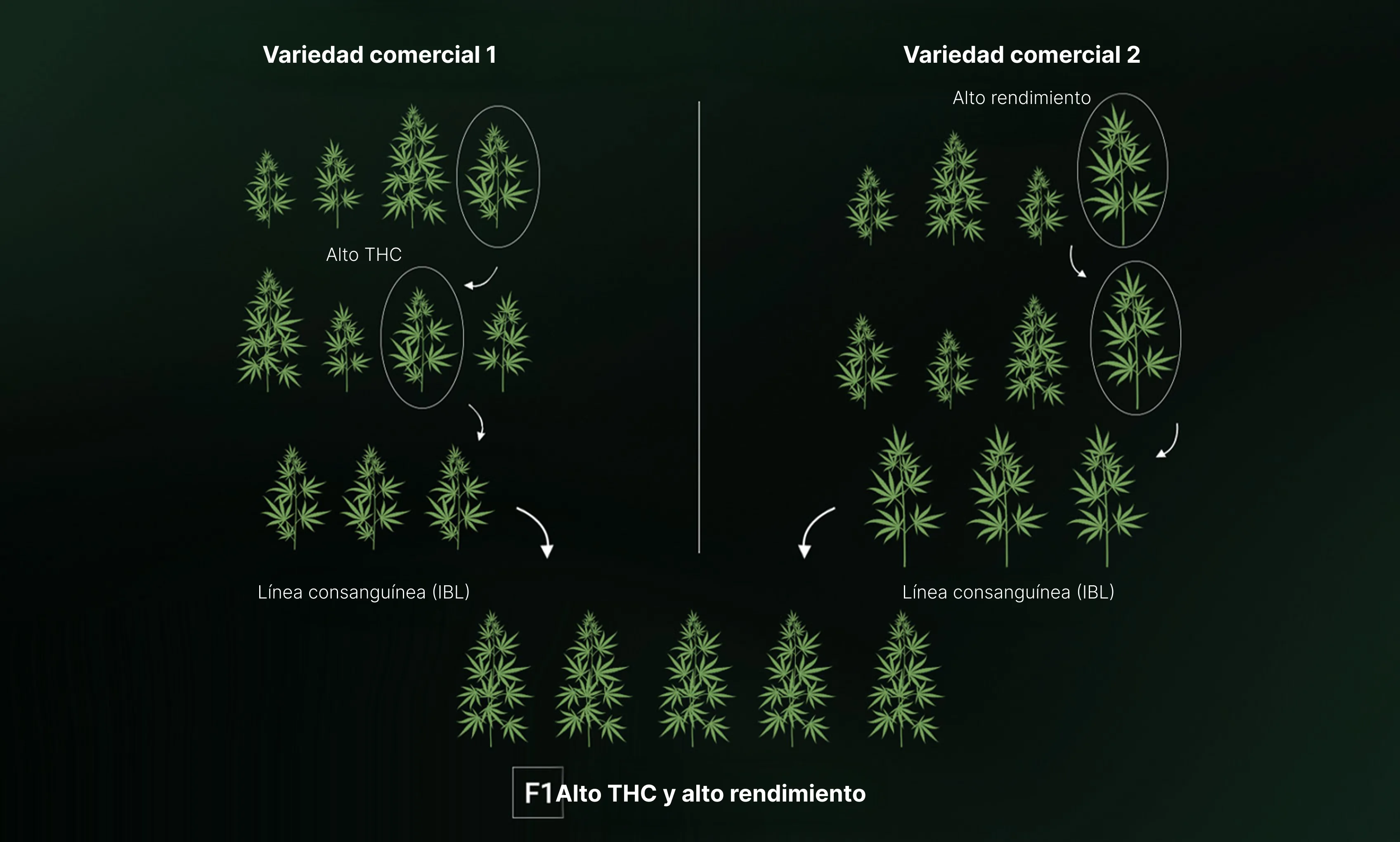 How are F1 Seeds Created? How are F1 Seeds Created?