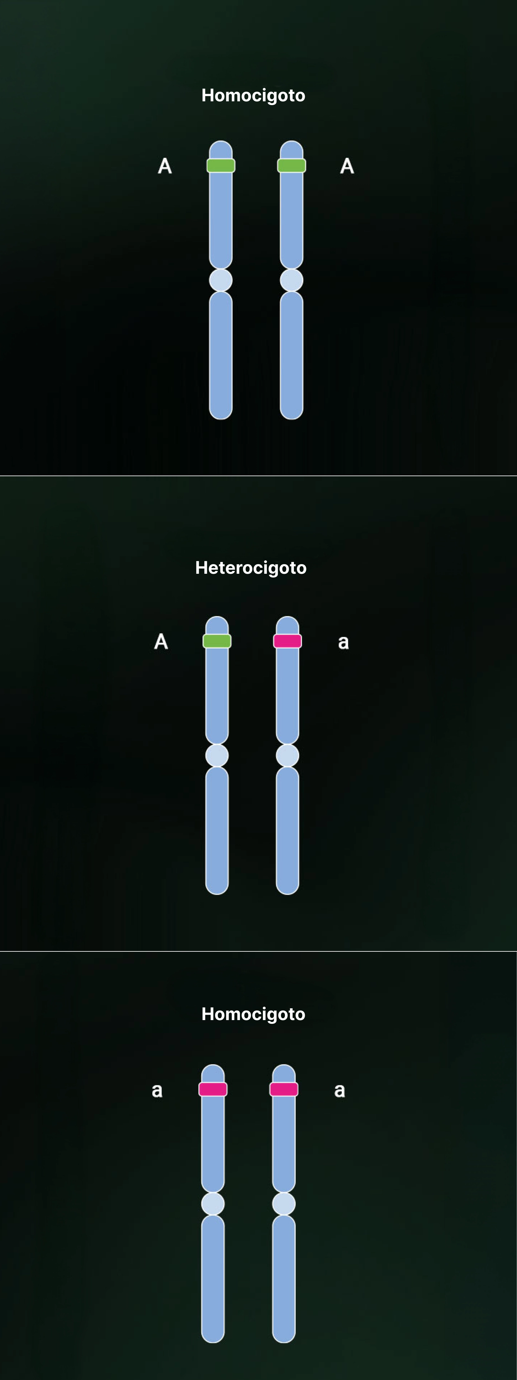Heterozygosity and homozygosity Heterozygosity and homozygosity