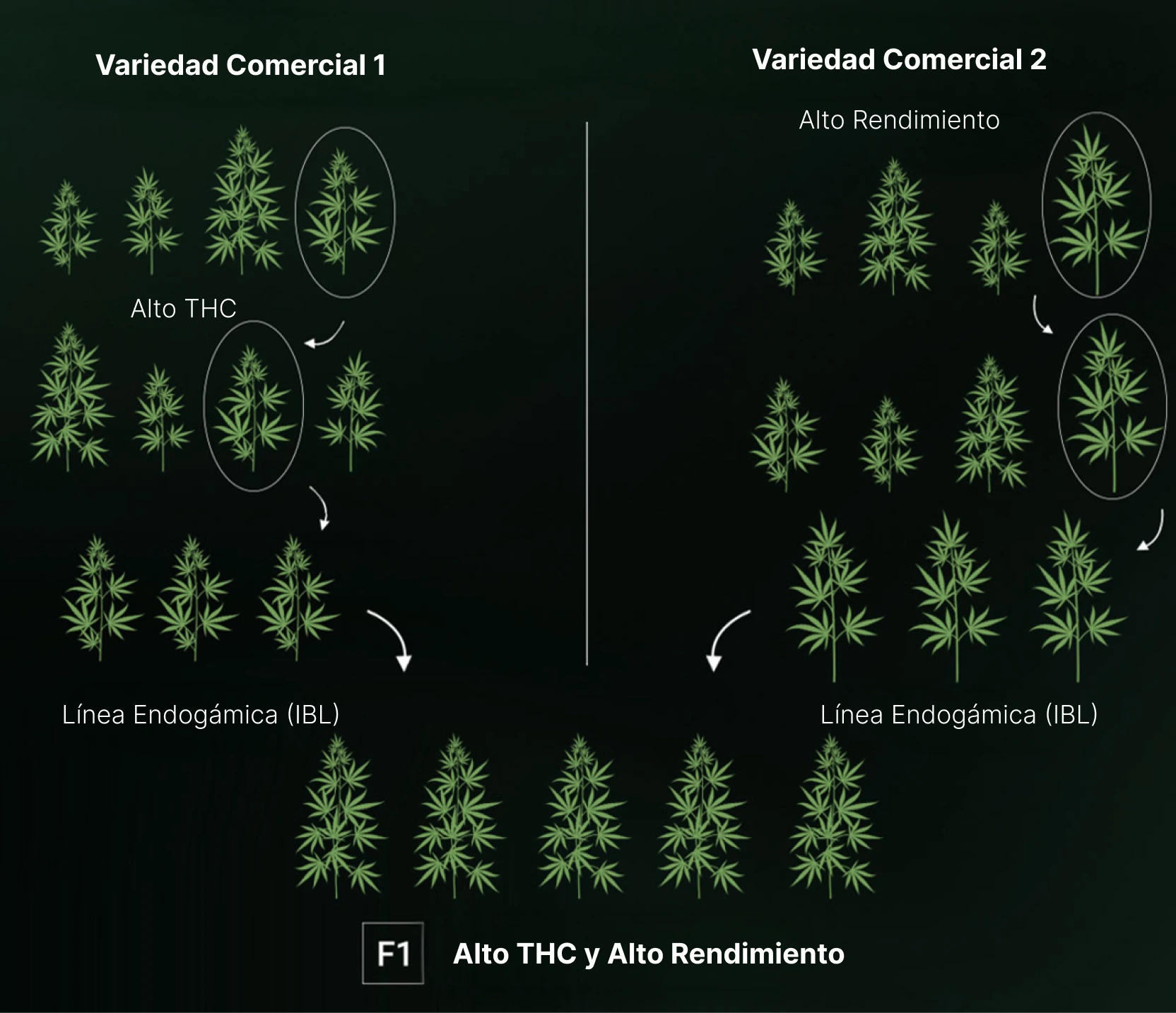 How are F1 Seeds Created? How are F1 Seeds Created?