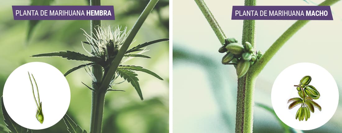 Cannabis macho vs. Cannabis hembra: ¿en qué se diferencian?