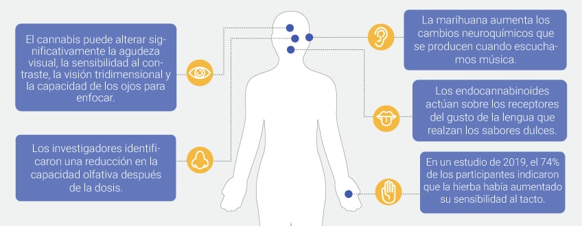 Cómo afecta la marihuana a los sentidos