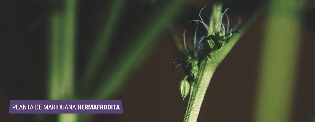 Hermafroditas: cuando las plantas de marihuana se vuelven monoicas