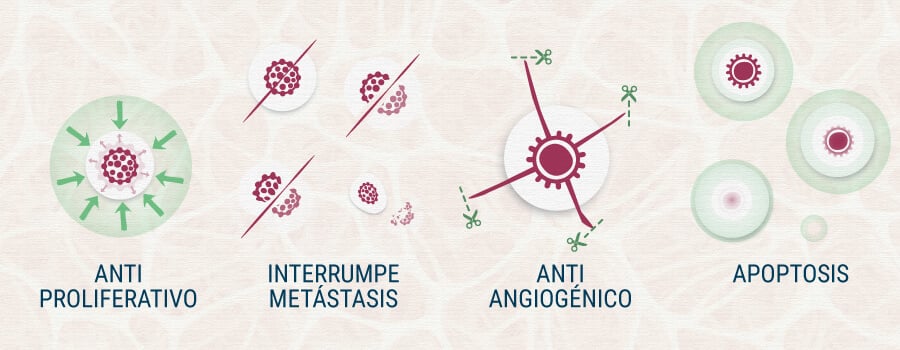 Anti Proliferativo Interrumpe Metástasis Apostosis Cannabis