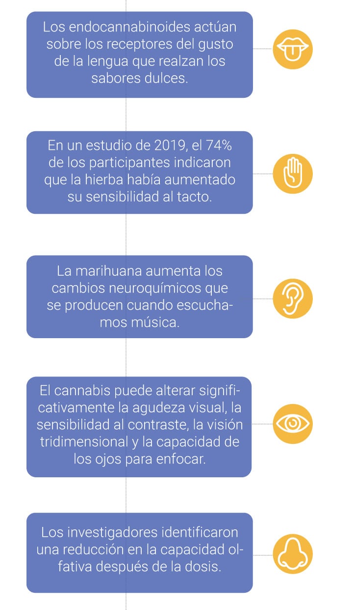 Cómo afecta la marihuana a los sentidos