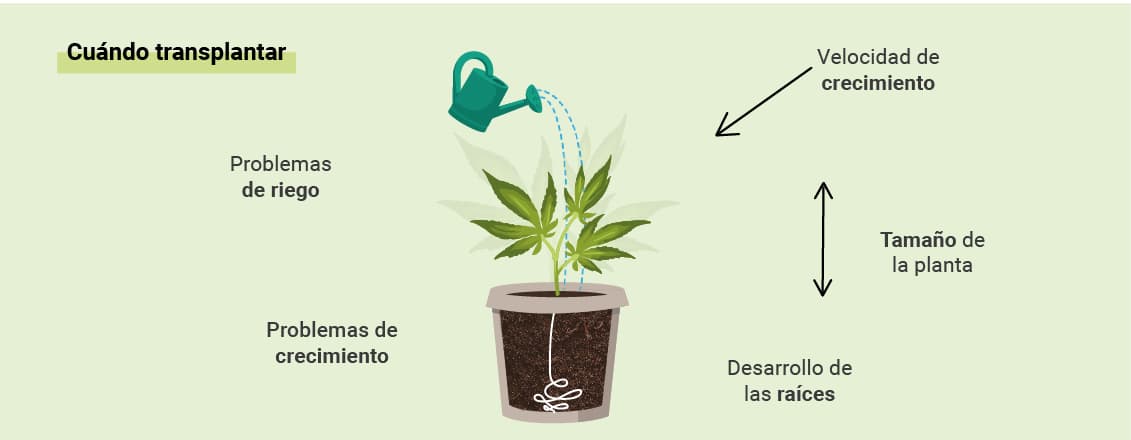 CUÁNDO TRASPLANTAR TU MARIHUANA