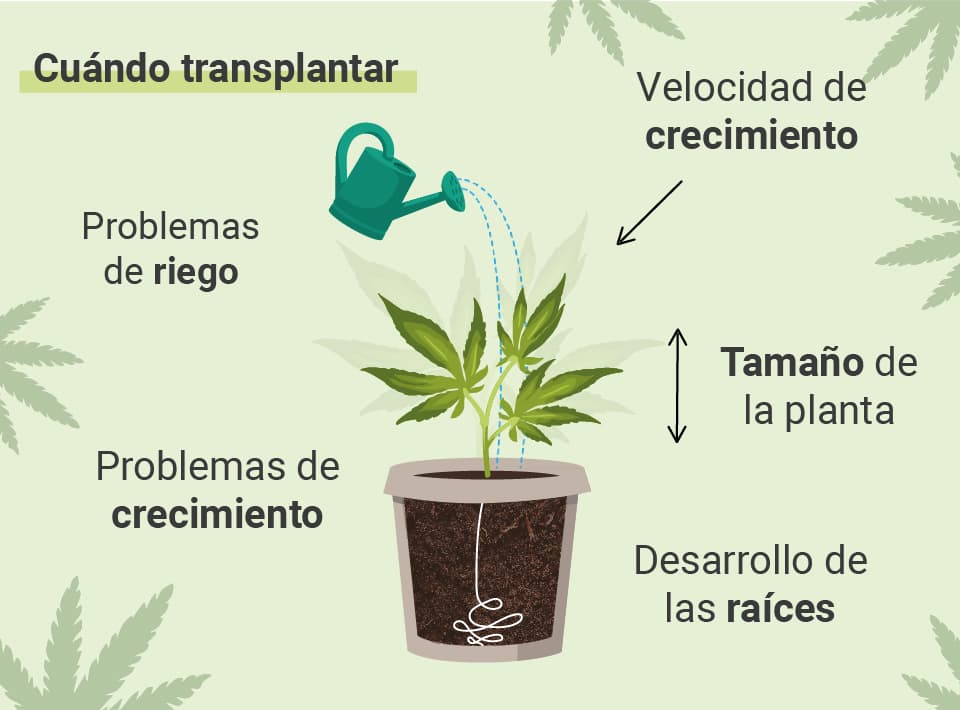 CUÁNDO TRASPLANTAR TU MARIHUANA