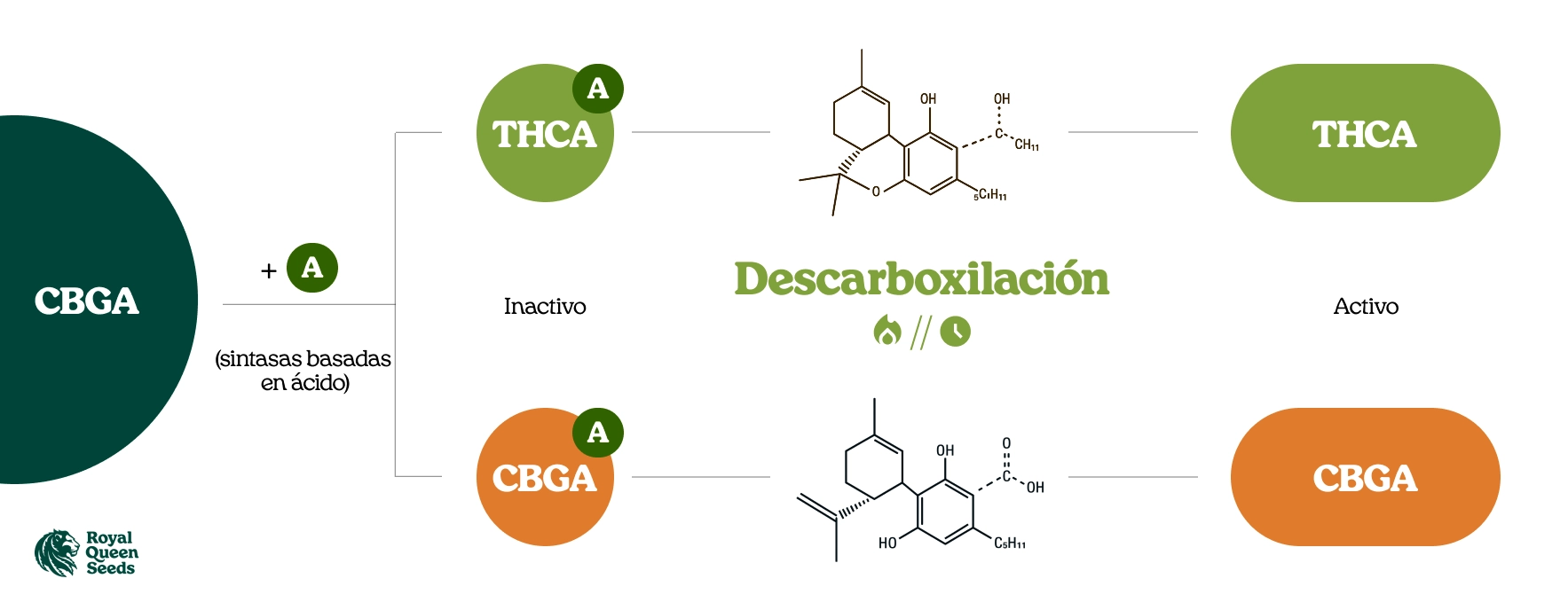 ¿Qué son los ácidos canabinoides?