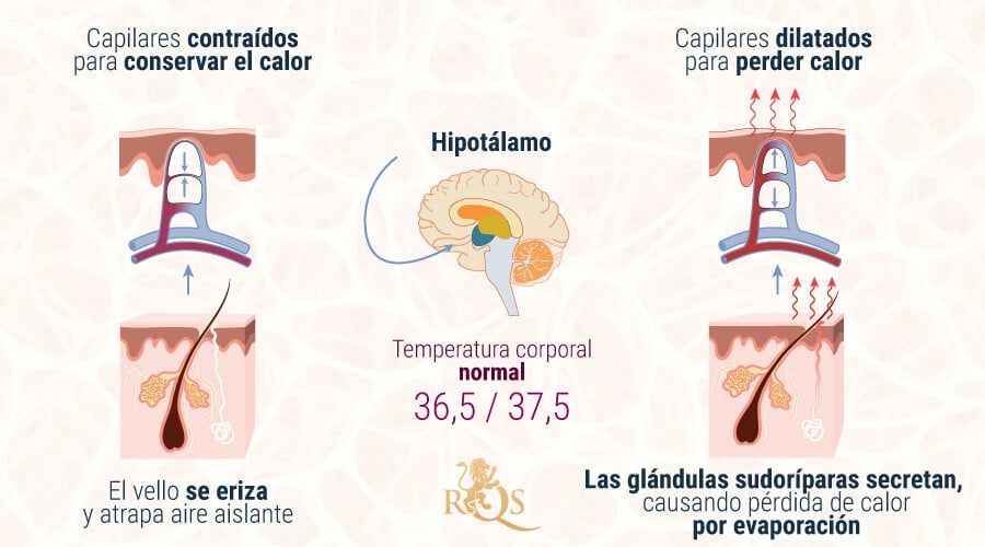 Homeostasis Del Hipotálamo