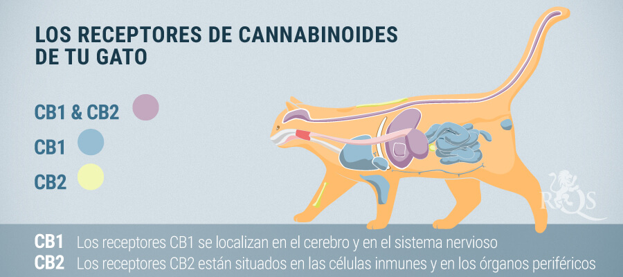 Receptores Cannabinoides Gato Receptores Cannabinoides Gato