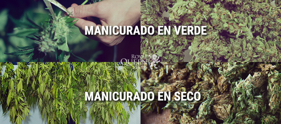 Manicurado en verde, Manicurado en seco Manicurado en verde, Manicurado en seco