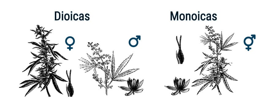 ¿CUÁL ES LA DIFERENCIA ENTRE EL CANNABIS Y EL CÁÑAMO?