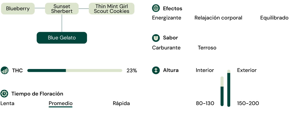 Características de la variedad Blue Gelato Características de la variedad Blue Gelato