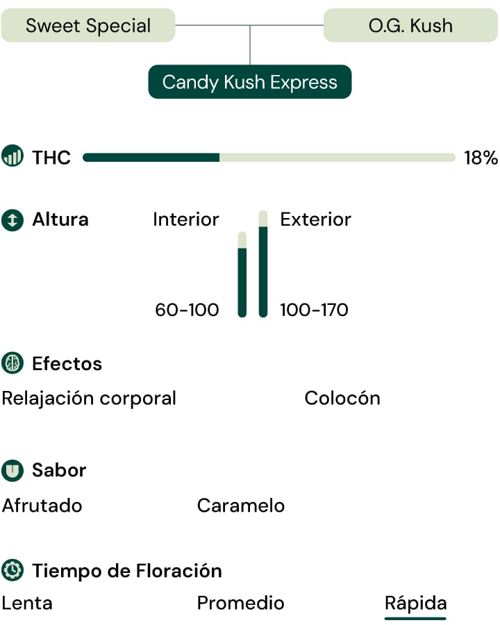 Características de la variedad Candy Kush Express