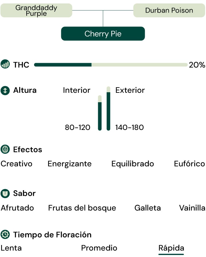 Características de la variedad Cherry Pie Características de la variedad Cherry Pie