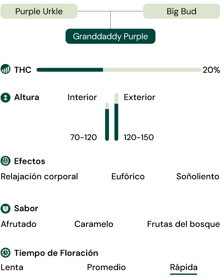 Características de la variedad Granddaddy Purple Características de la variedad Granddaddy Purple