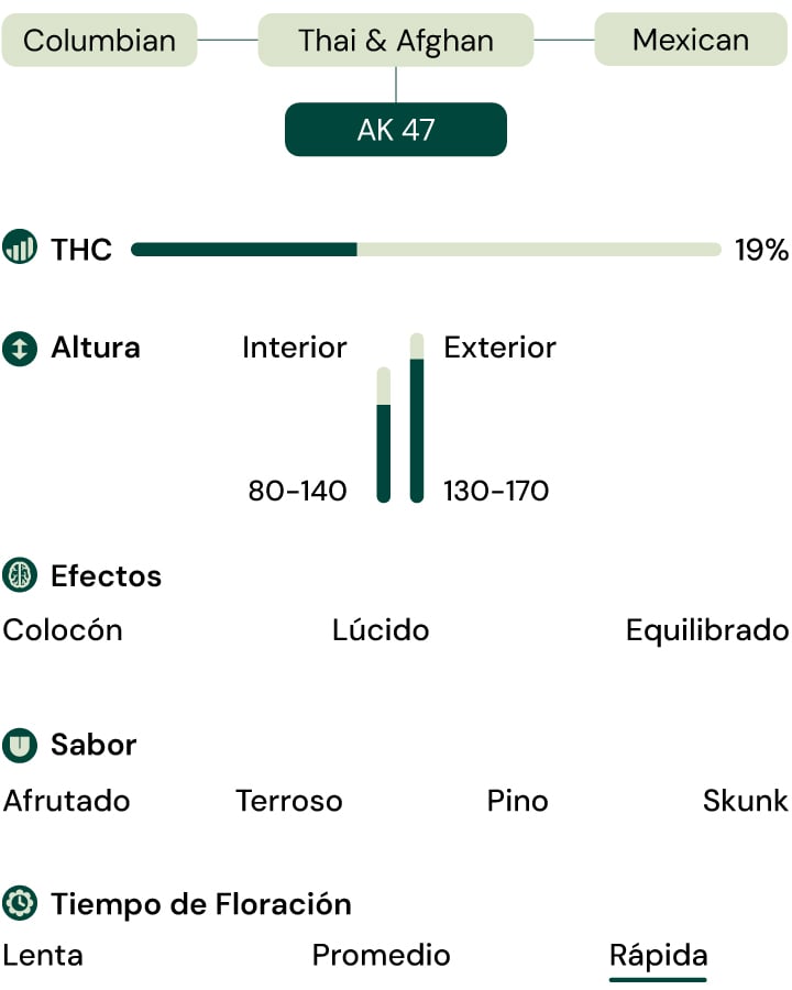 Características de la variedad Royal AK (AK-47) Características de la variedad Royal AK (AK-47)