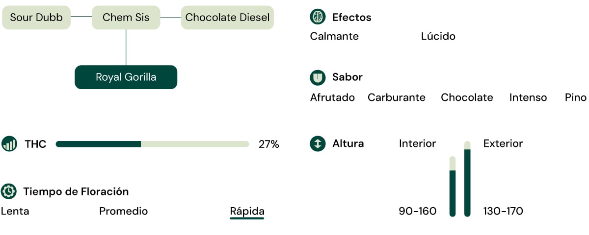Características de la variedad Royal Gorilla Características de la variedad Royal Gorilla