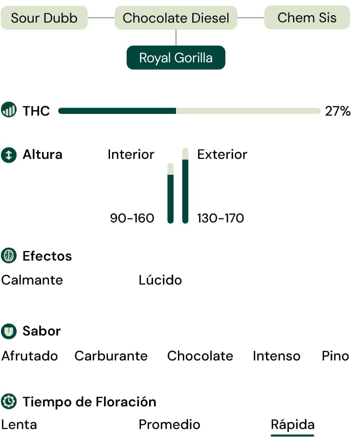 Características de la variedad Royal Gorilla Características de la variedad Royal Gorilla