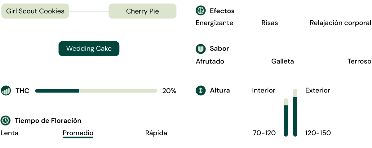 Híbrido de Girl Scout Cookies y Cherry Pie con 20 % THC, efectos relajantes y eufóricos, sabor dulce y terroso.