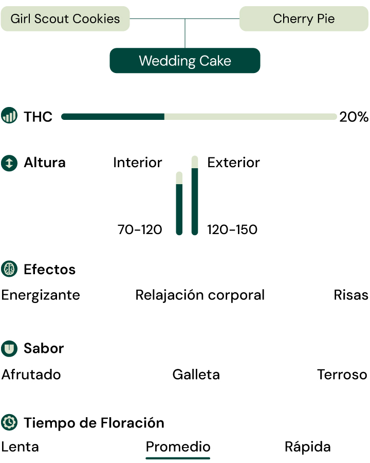 Híbrido de Girl Scout Cookies y Cherry Pie con 20 % THC, efectos relajantes y eufóricos, sabor dulce y terroso.