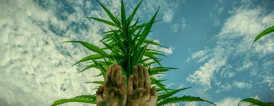 Charas manos Cannabis frotar cogollos