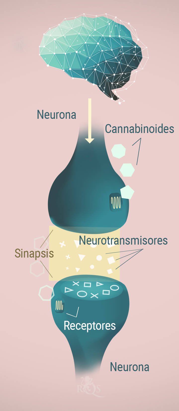 El-CBD-y-su-increíble-efecto-sobre-el-cerebro