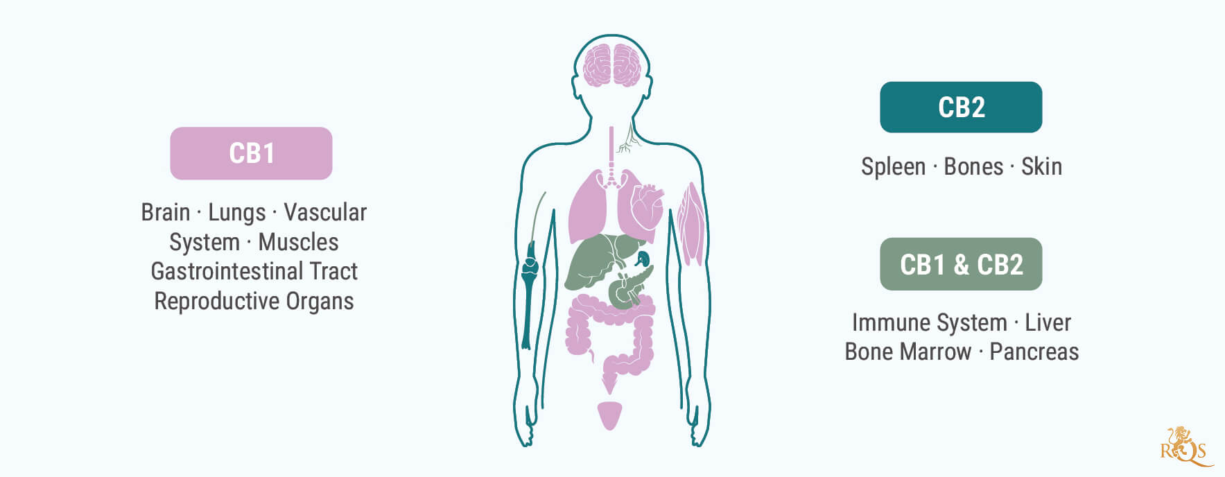 Implicación del sistema cannabinoide endógeno en el alcoholismo