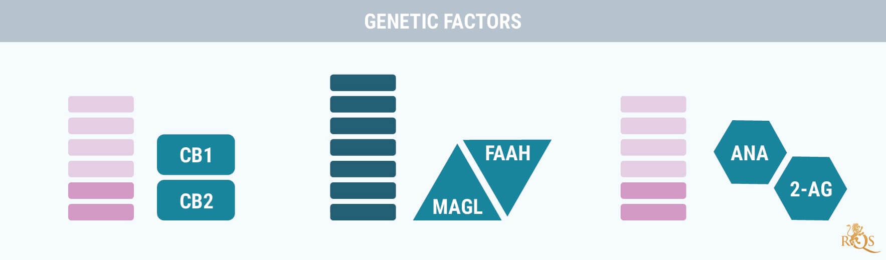 Factores genéticos
