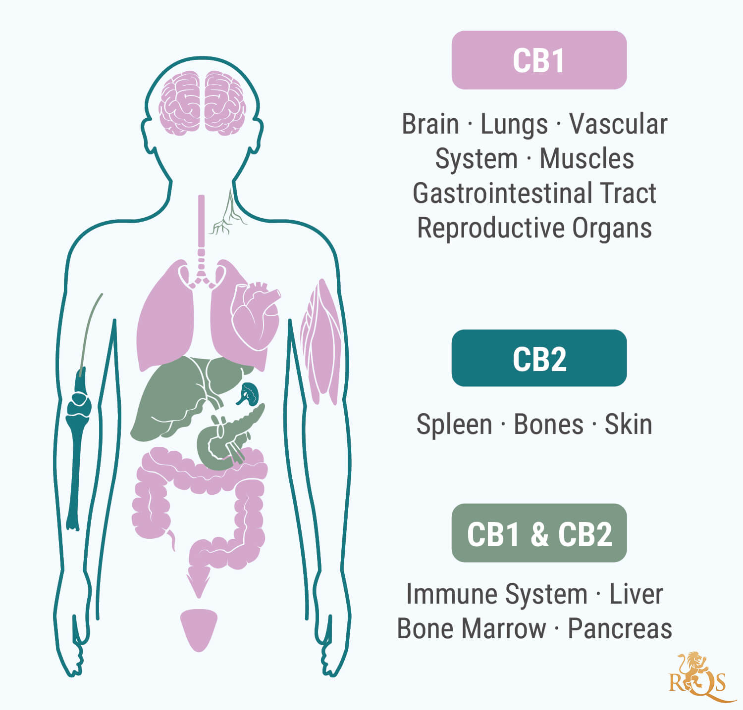 Anandamida! THC…. humano - Cultivoloco