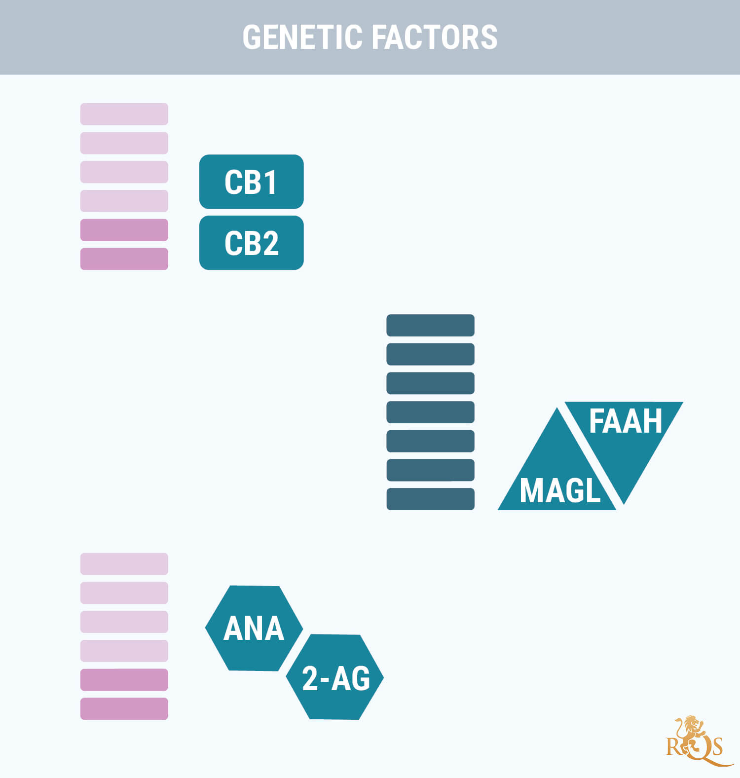 Factores genéticos