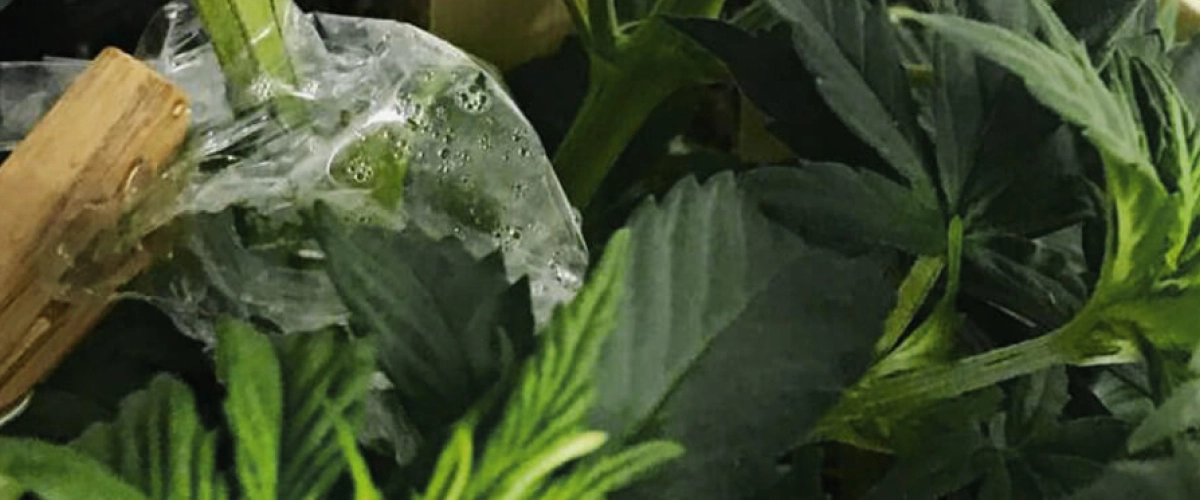 Injerto de cannabis cubierto con film transparente para mantener la humedad alrededor de la unión del tallo.