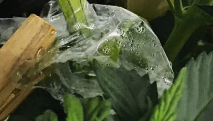 Injerto de cannabis cubierto con film transparente para mantener la humedad alrededor de la unión del tallo.
