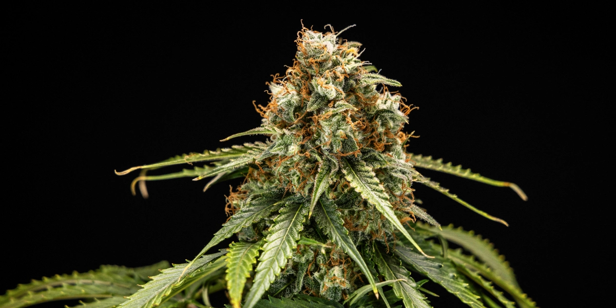 Cogollo de cannabis Epsilon F1 con flores densas y resinosas, pistilos naranjas, hojas verdes y una estructura de floración compacta sobre un fondo oscuro.
