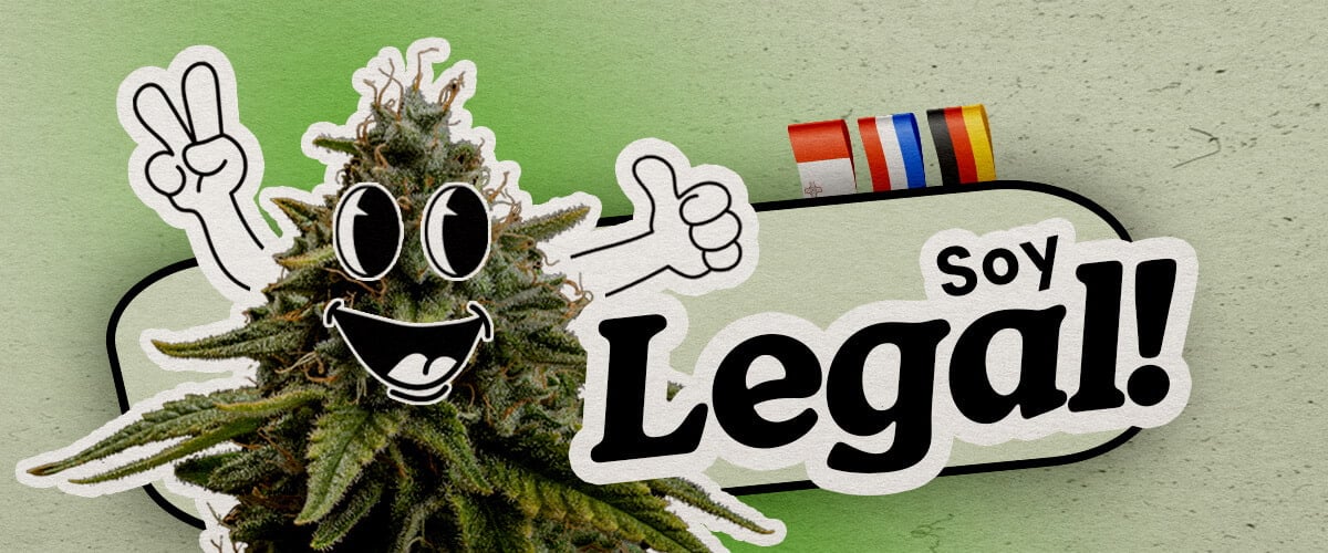 Países europeos donde la marihuana es completamente legal Una planta de cannabis cartoon alegre con una señal de paz y pulgar arriba está sobre un fondo verde. El texto