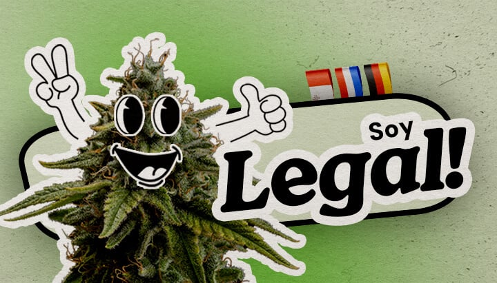 Países europeos donde la marihuana es completamente legal Planta de Cannabis Feliz Celebrando la Legalidad en Europa