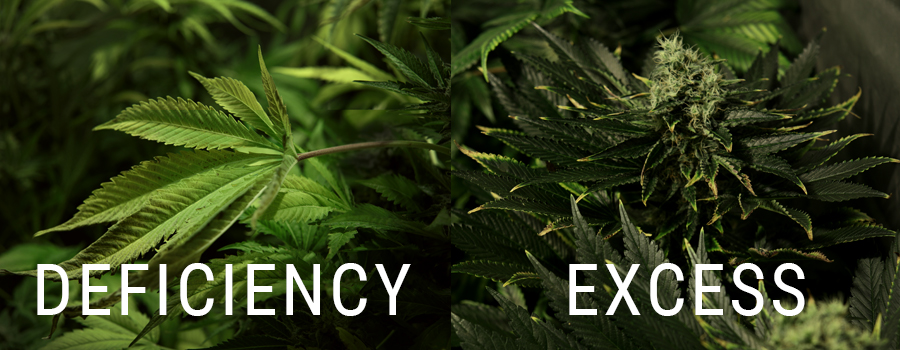 excess and deficiency of nitrogen in cannabis plant