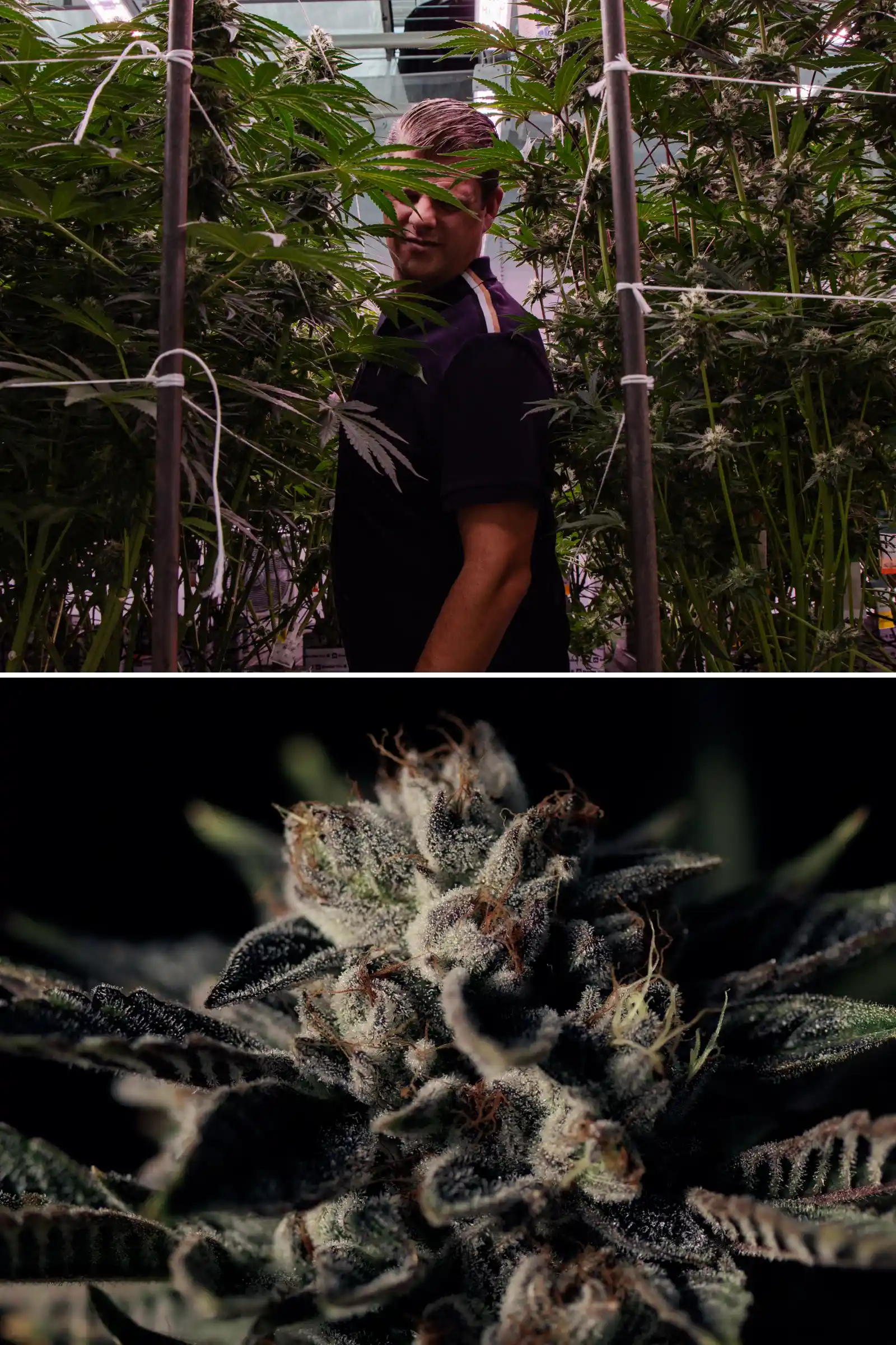 Maikel de pie entre plantas de cannabis fotoperiódicas híbridas F1 altas junto a un primer plano de una flor resinosa y escarchada, mostrando cogollos maduros, tricomas y condiciones de ensayo de breeding.