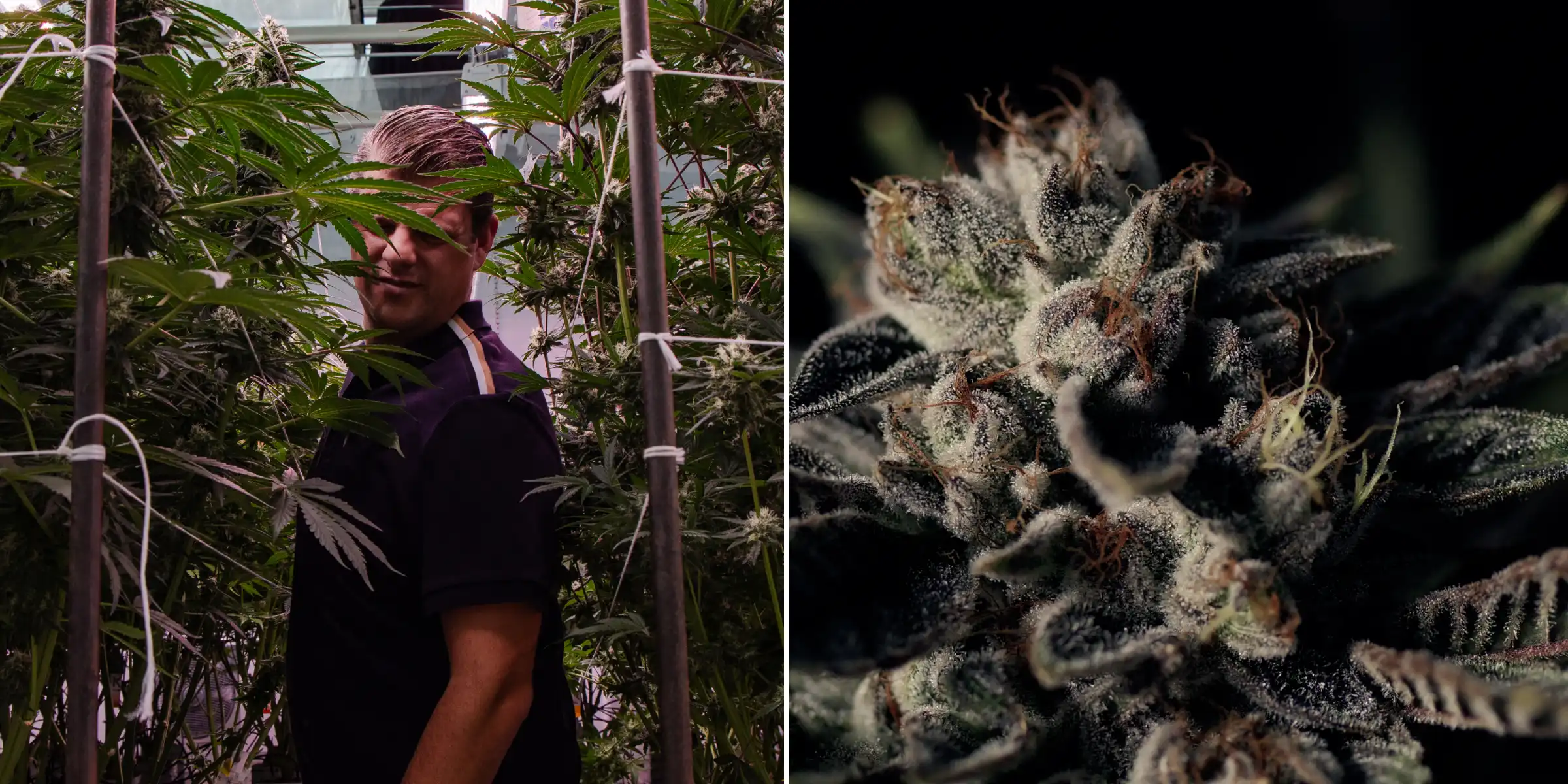Maikel de pie entre plantas de cannabis fotoperiódicas híbridas F1 altas junto a un primer plano de una flor resinosa y escarchada, mostrando cogollos maduros, tricomas y condiciones de ensayo de breeding.