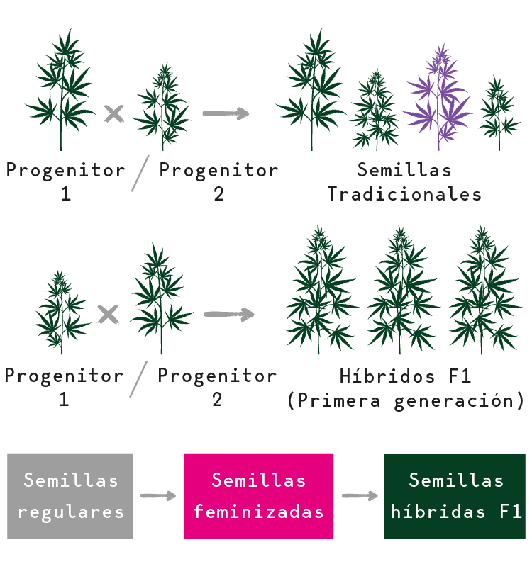 Semillas de Marihuana Híbridas F1