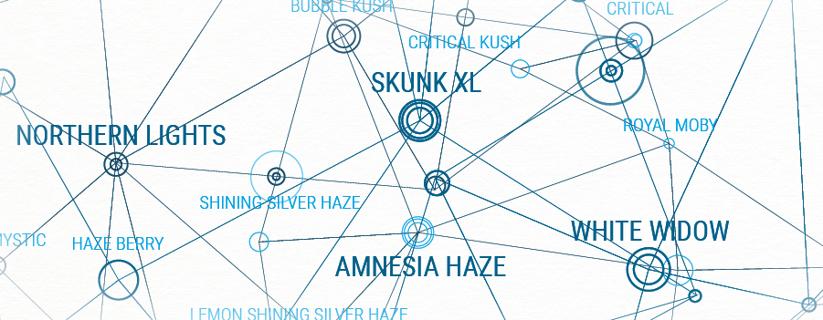 Mapa genético real reina semillas cría backcrossing