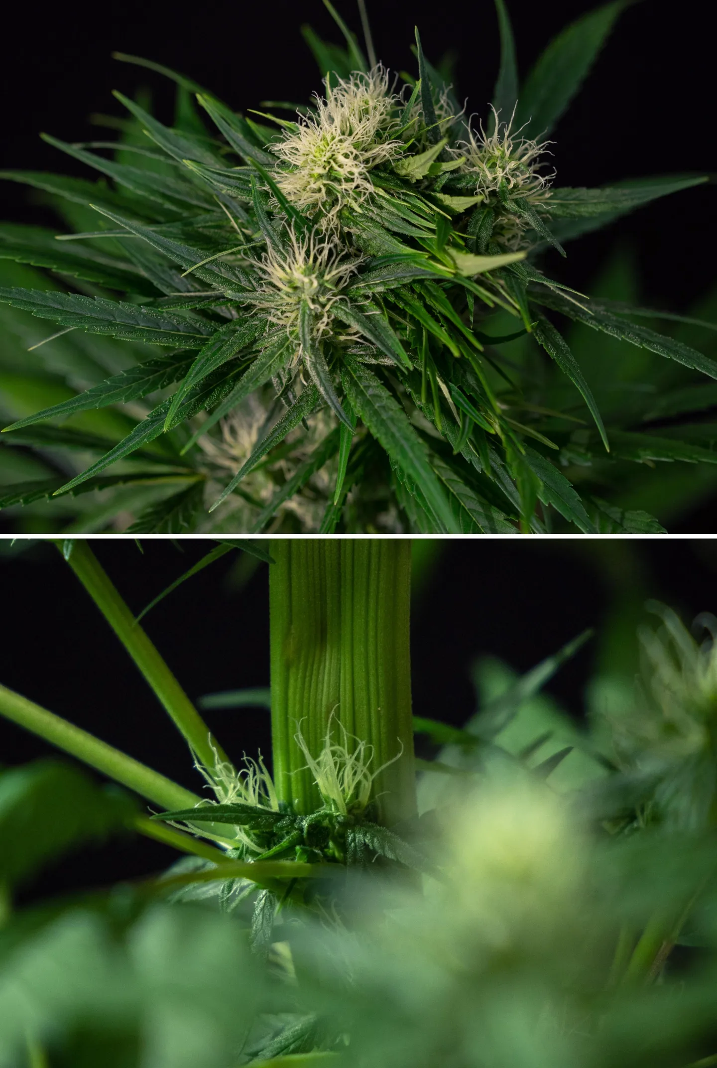 Primer plano de una mutación de fasciación en cannabis que muestra un crecimiento anormal del tallo aplanado y sitios de floración agrupados con pistilos blancos, ilustrando una de las mutaciones más comunes del cannabis.