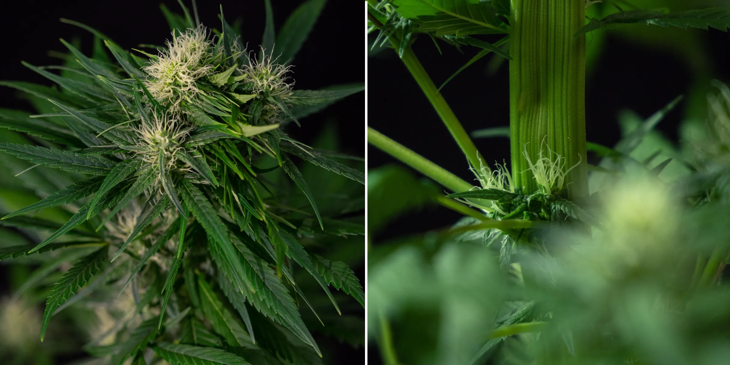 Primer plano de una mutación de fasciación en cannabis que muestra un crecimiento anormal del tallo aplanado y sitios de floración agrupados con pistilos blancos, ilustrando una de las mutaciones más comunes del cannabis.