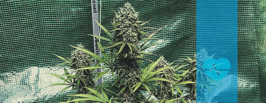 Fast Eddy CBD Fast Eddy CBD