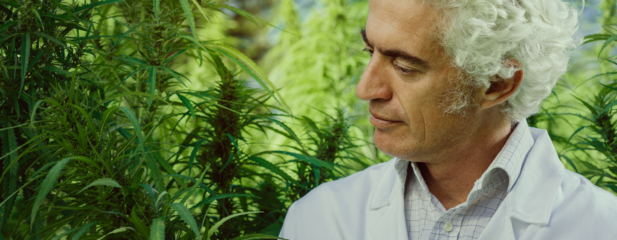 padre trabajando en industria cannabis