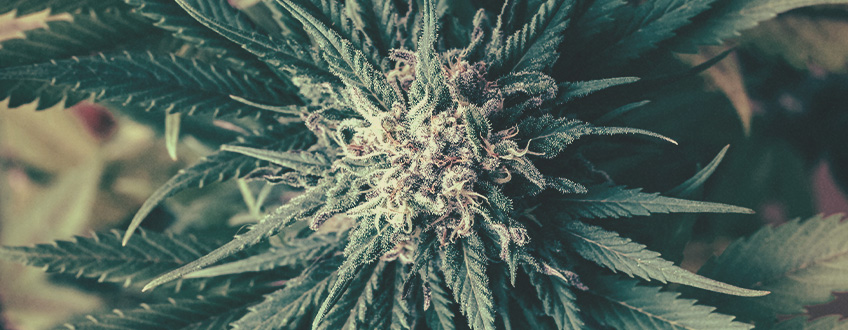 Todo lo que debes saber sobre semillas de marihuana feminizadas Todo lo que debes saber sobre semillas de marihuana feminizadas