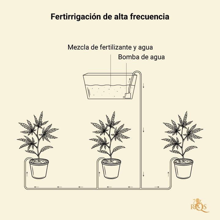 Fertigation in Cannabis