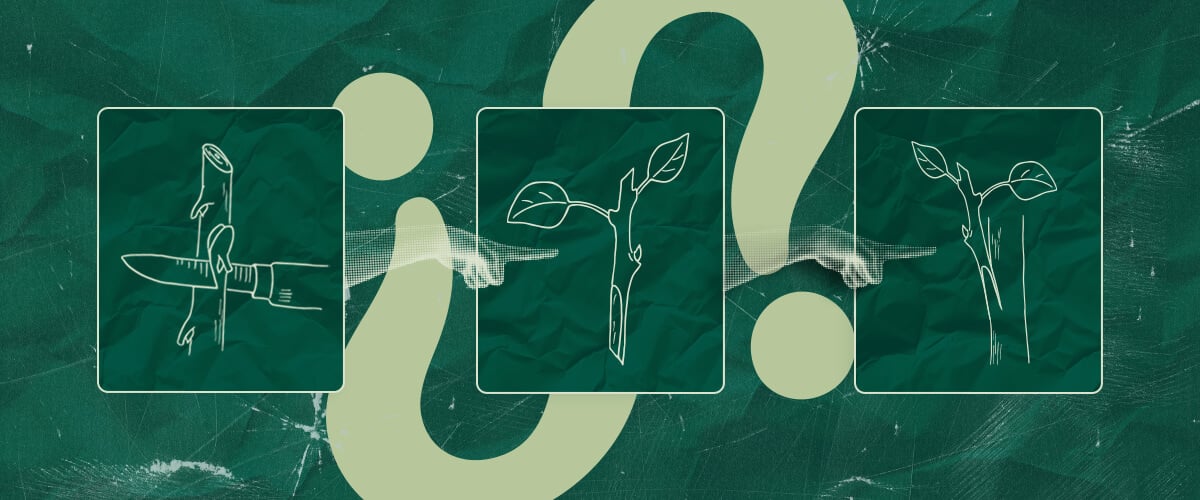 ¿Vale la Pena Injertar Cannabis? Sopesando los Pros y los Contras ¿Te preguntas si vale la pena injertar cannabis? Considera los posibles beneficios e inconvenientes de esta técnica para tu cultivo de cannabis. Toma una decisión informada.