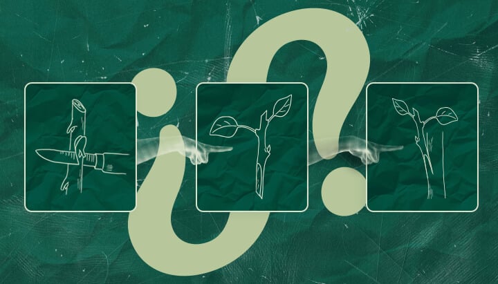 ¿Vale la Pena Injertar Cannabis? Sopesando los Pros y los Contras ¿Te preguntas si vale la pena injertar cannabis? Considera los posibles beneficios e inconvenientes de esta técnica para tu cultivo de cannabis. Toma una decisión informada.