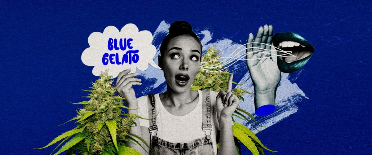 Una ilustración de un cogollo de cannabis Blue Gelato con tonos púrpura, rodeado de una vibra serena, sobre un fondo verde, ofreciendo reflexiones finales y recomendaciones de cultivo para la cepa.
